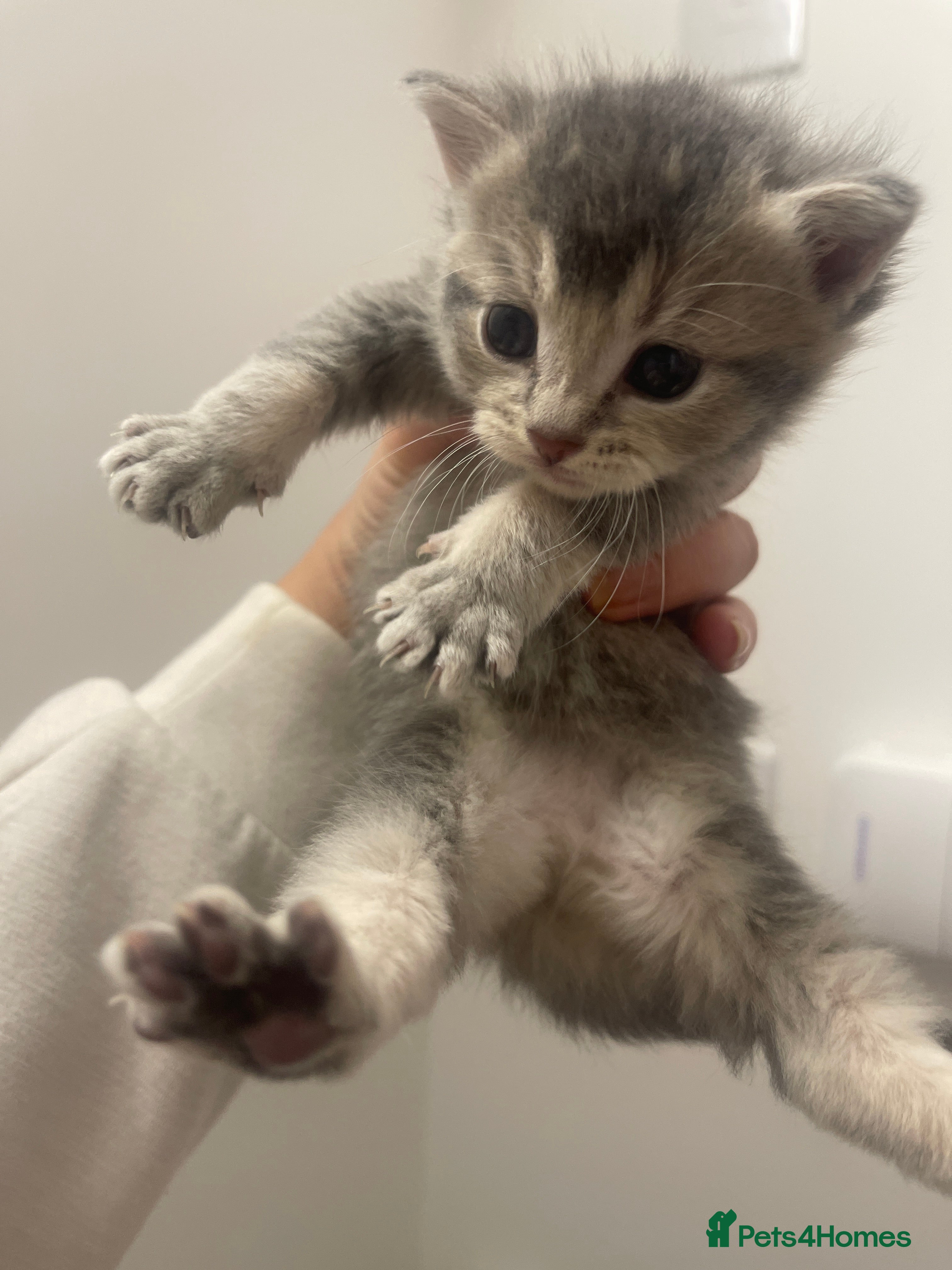 Mixed Breed cats for sale: 3 kittens in Wellingborough - Advert 4