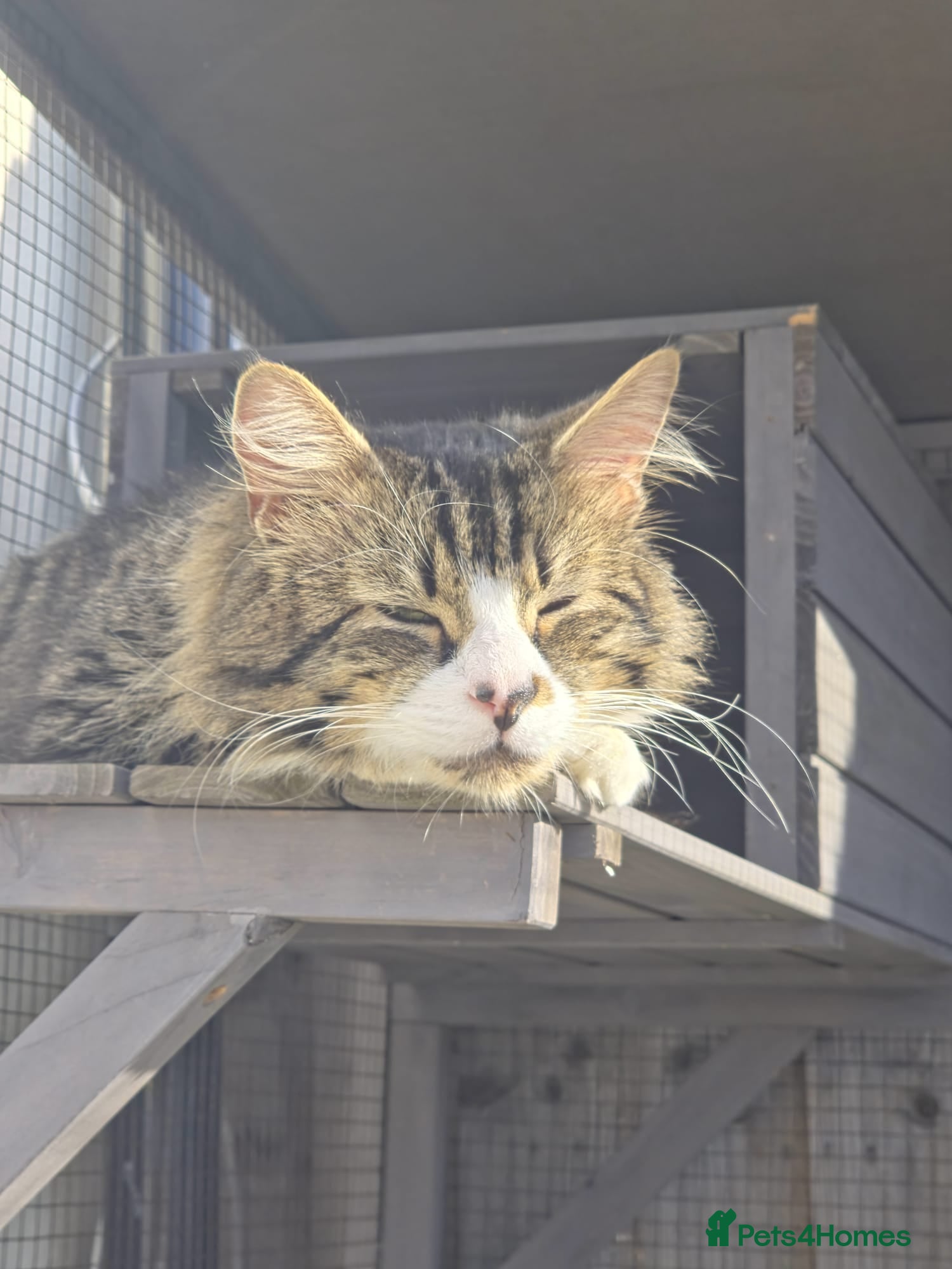 Maine Coon cats for sale: 3/4 Mainecoon Kittens in Pontypridd - Advert 4