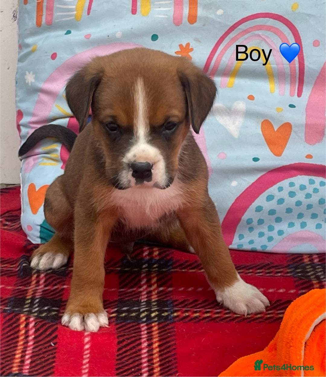 Rottweiler dogs for sale: Gorgeous Sovereign Puppies - Image 4