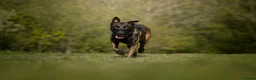 Belgian Shepherd Dog dogs for sale: FCI Female Family Protection Dog for Sale  - Advert 6