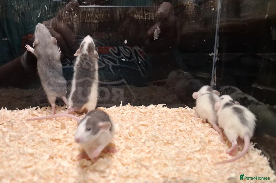 Rat rodents for sale: Baby Dumbo rats, natural, Rex , Nakeds - Advert 6