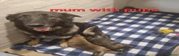 German Shepherd dogs for sale: READY TO GO!! 2 male german shepherds - Advert 15