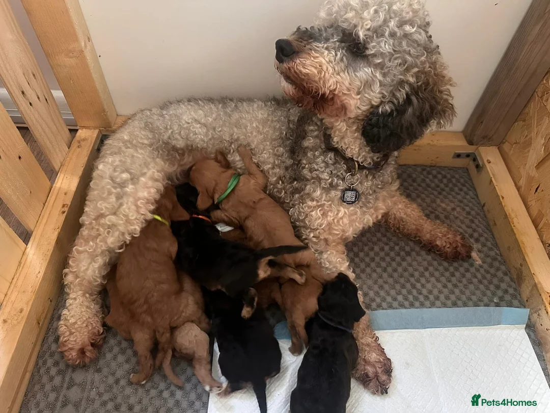 Cavapoo dogs for sale: Cavapoo Puppies - Advert 1