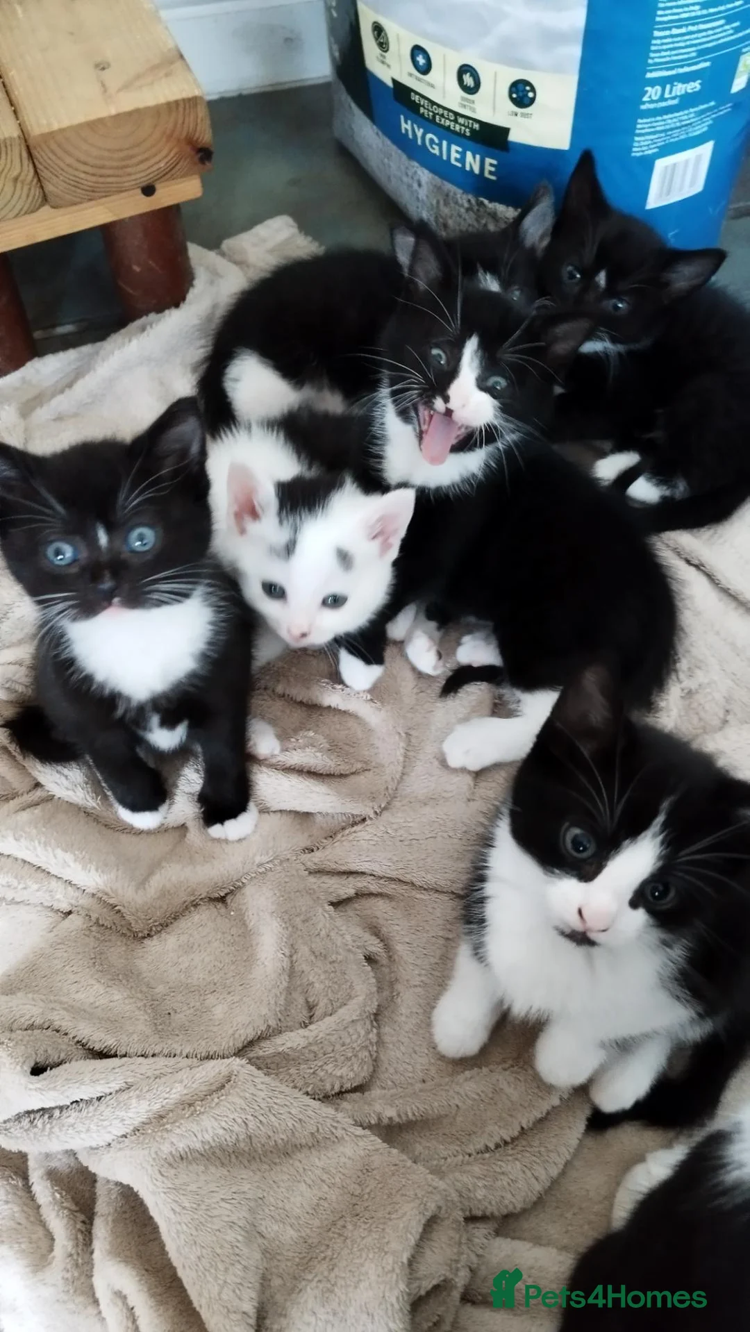 Mixed Breed cats for sale: Tuxedo black and white kittens - Advert 2