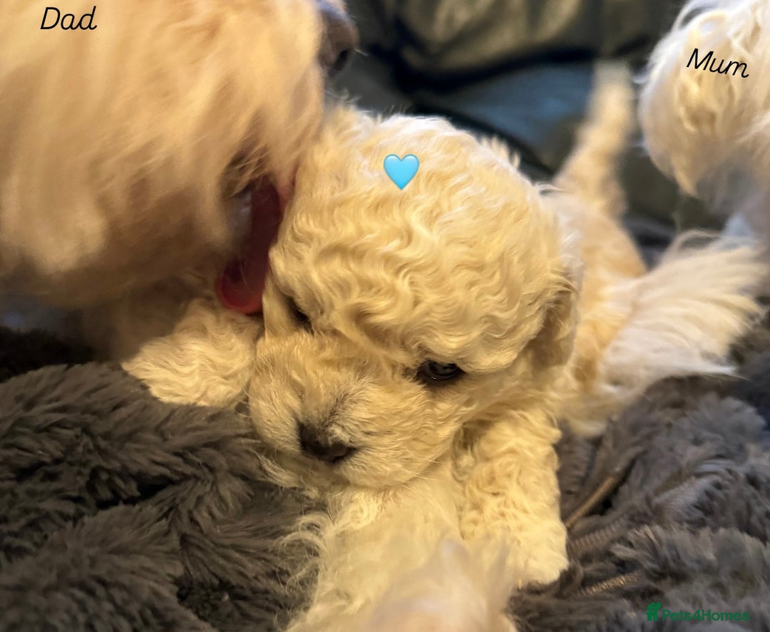 Bichon Frise dogs for sale: Bichon Frise Puppies  - Advert 8