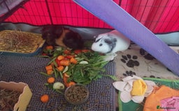 Guinea Pig rodents for sale: 2 male Guinea pigs for sale  - Image 1