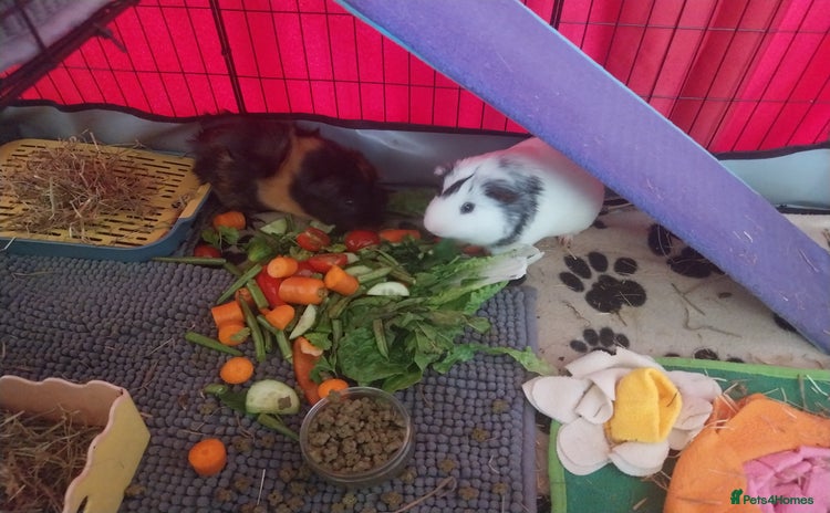 Guinea Pig rodents - Advert 4