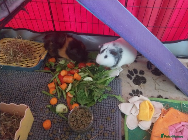 Guinea Pig rodents - Advert 7