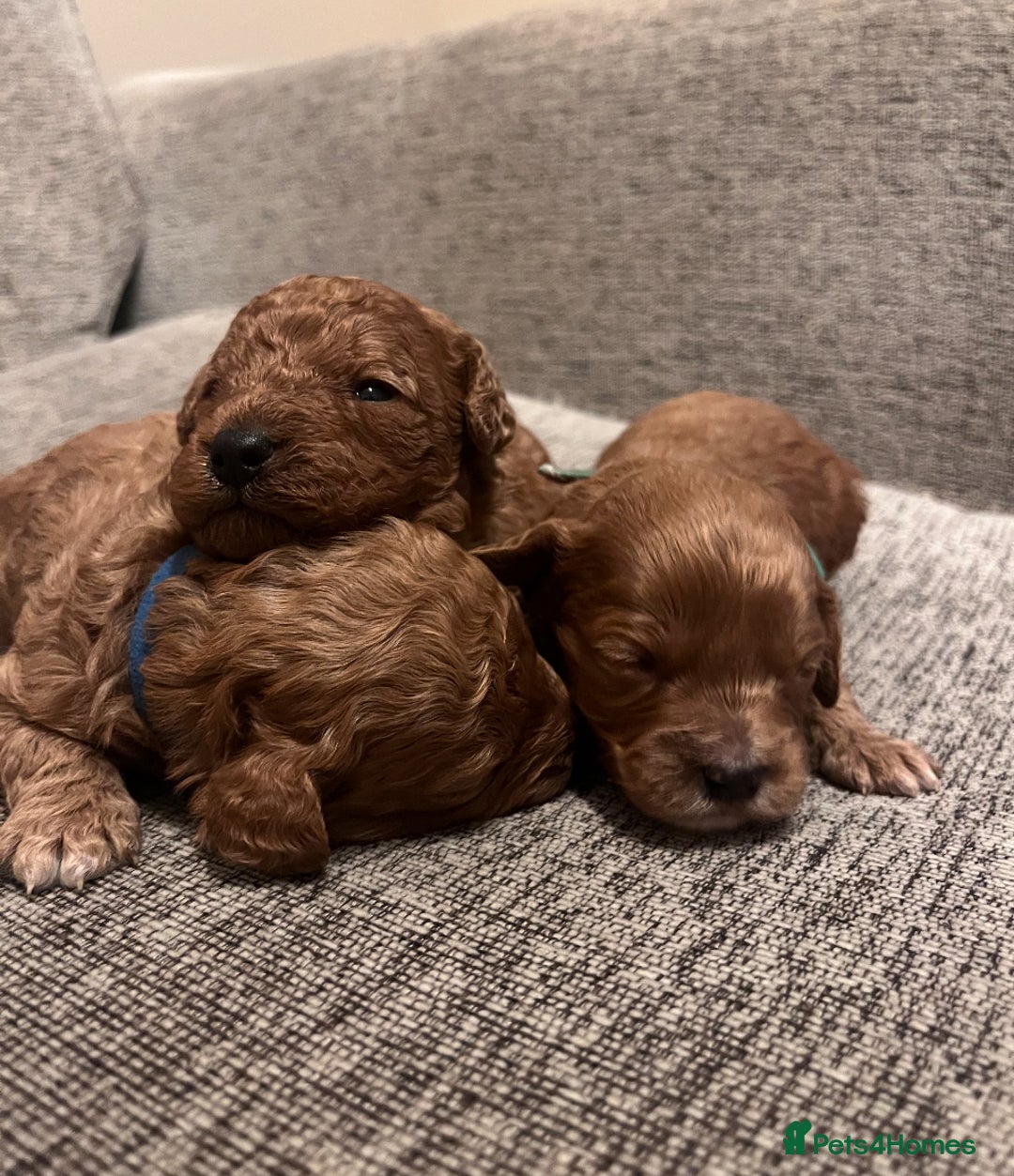 Cavapoo dogs for sale: F1B Red Toy Cavapoos- Health Tested  ************  - Advert 8