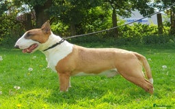 English Bull Terrier dogs for sale: Exceptional english bull terrier puppies  - Image 10