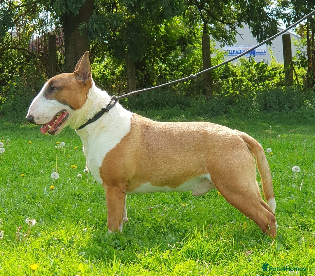 English Bull Terrier dogs for sale: Exceptional english bull terrier puppies  - Image 10
