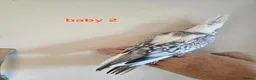 Cockatiels birds for sale: 3 white & grey pearl cockatiels  - Advert 6