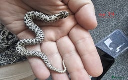 Snake reptiles for sale: Western Hognose Snakes CB25 - Image 6