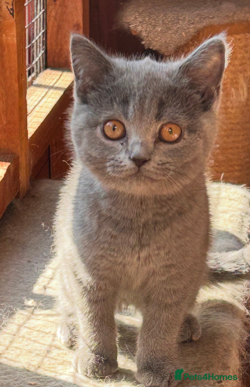 British Shorthair cats 1 FEMALE REMAINING 💕💙 - Advert 8