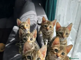 Bengal cats Just 2 girls left... Ready from 30th April - Advert 5