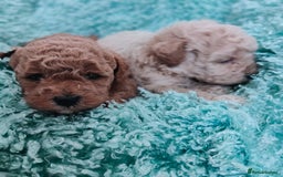 Cavapoo dogs for sale: Exquisite Cavapoo Boy and Girl, Red and Apricot,   - Image 4