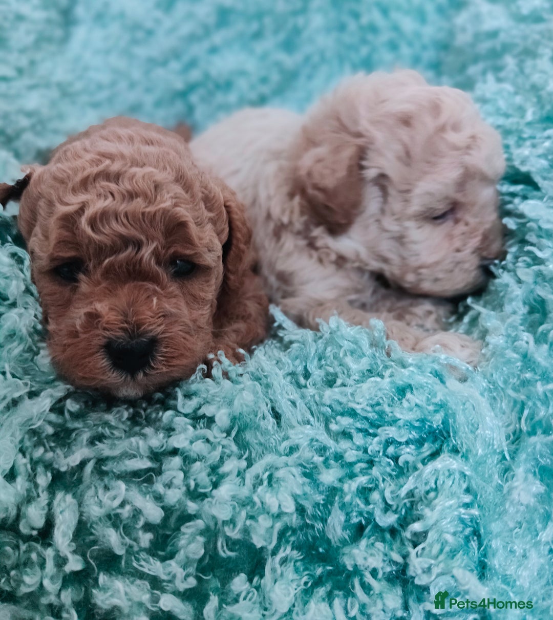 Cavapoo dogs for sale: Exquisite Cavapoo Boy and Girl, Red and Apricot,   - Image 4