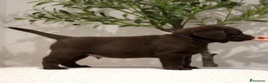 Black Collar Male 