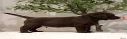 Labrador Retriever dogs for sale: Show Champion Lineage Chocolate Labrador Puppies - Advert 15