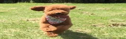 Cavapoo dogs for sale: Top quality, health tested F1b Cavapoo babies - Advert 13