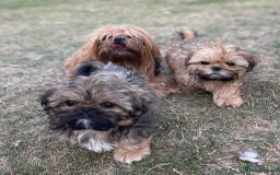 Shih Tzu dogs for sale: KC Registered Imperial Shih Tzu boys.  - Image 17
