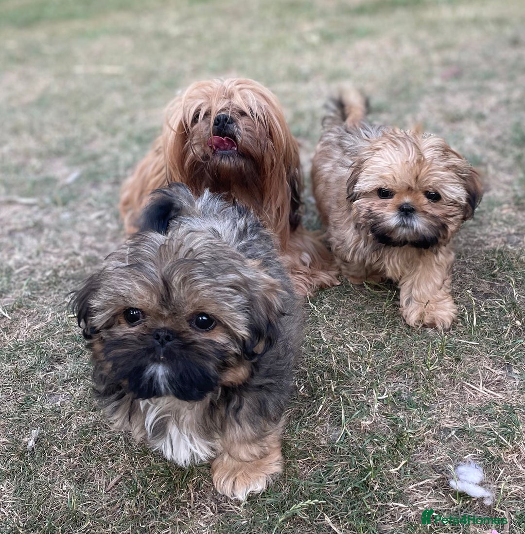 Shih Tzu dogs for sale: KC Registered Imperial Shih Tzu boys.  - Image 17