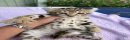 Keetso cats for sale: Stunning wild looking polydactyl curl ear keetsos  - Advert 18