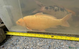 Koi Carp fish for sale: Koi for Sale - Image 21