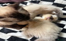 Ragdoll cats for sale: 6 stunning ragdoll kittens  - Image 7
