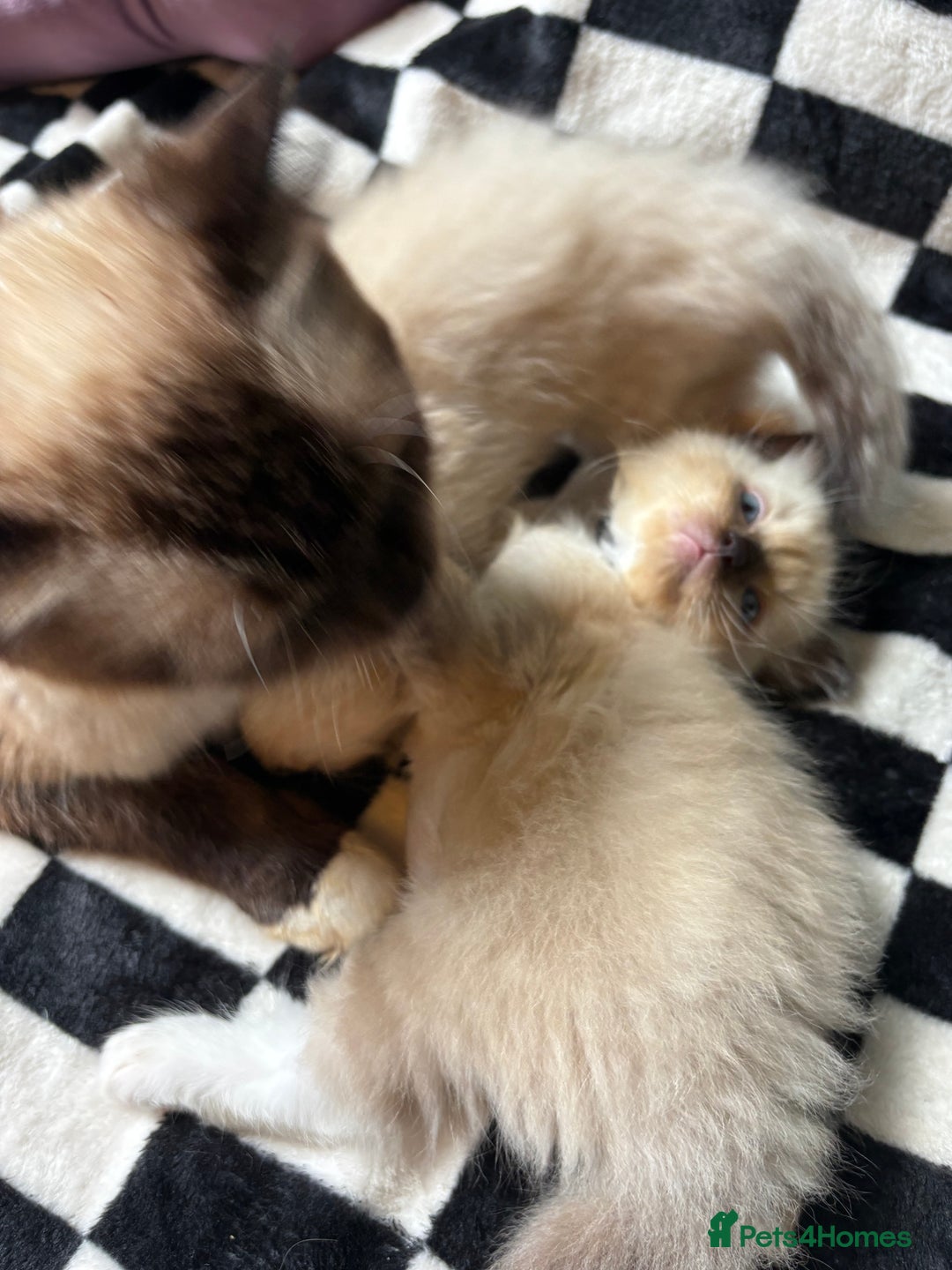 Ragdoll cats for sale: 6 stunning ragdoll kittens  - Image 7