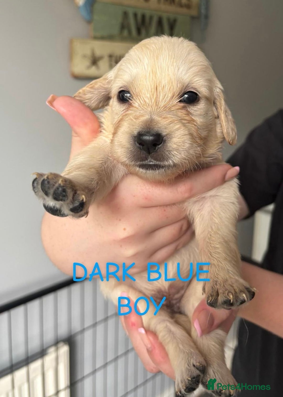 Golden Retriever dogs for sale: Quality KC golden retriever puppies  - Image 9