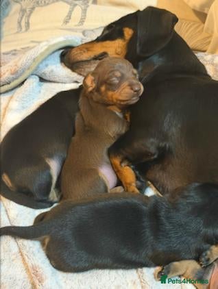 Miniature Dachshund dogs Miniature dachshund puppies - KC registered - Advert 2