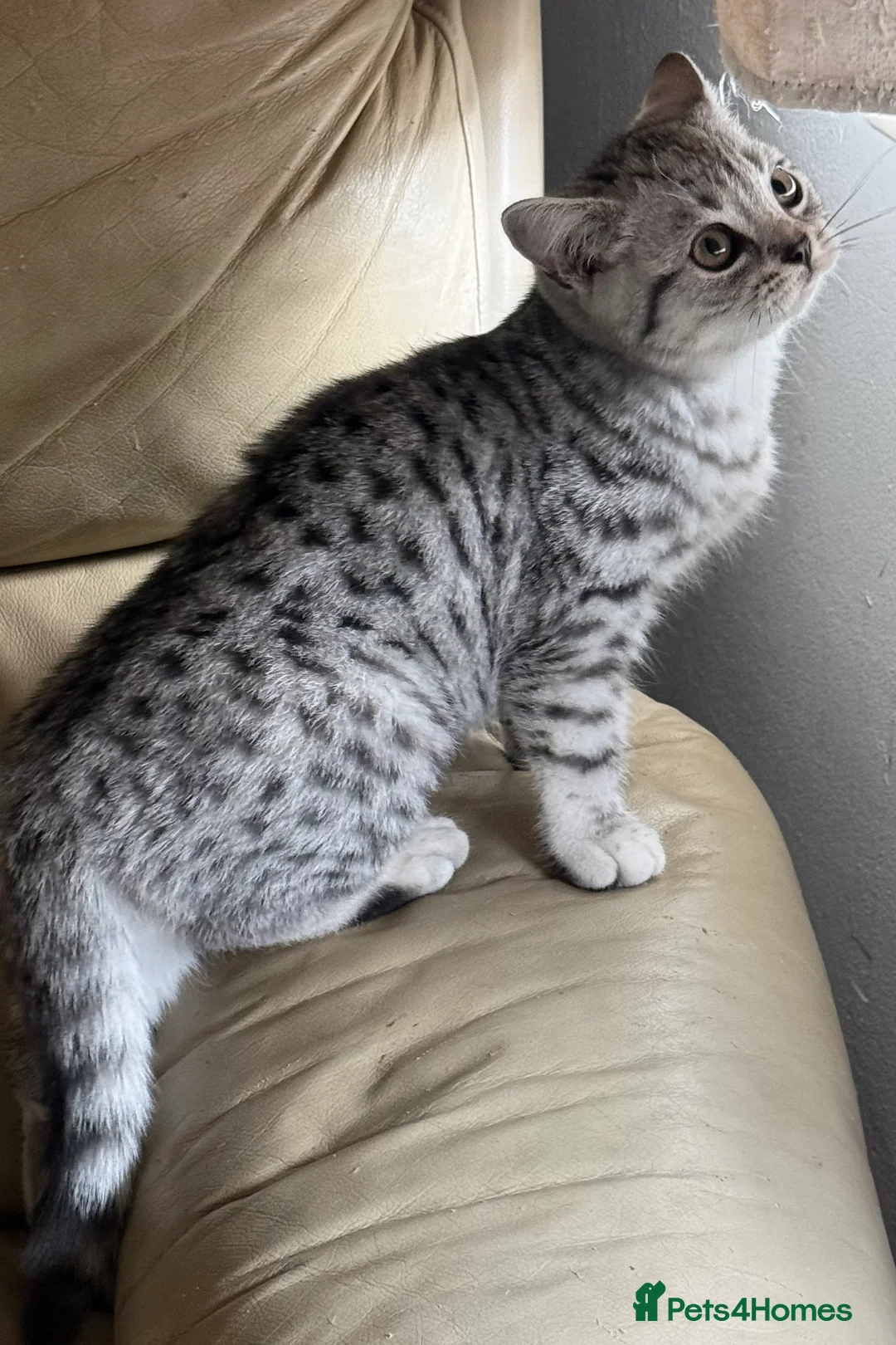 British Shorthair cats for sale: Top quality stunning British shorthair silvers - Advert 16