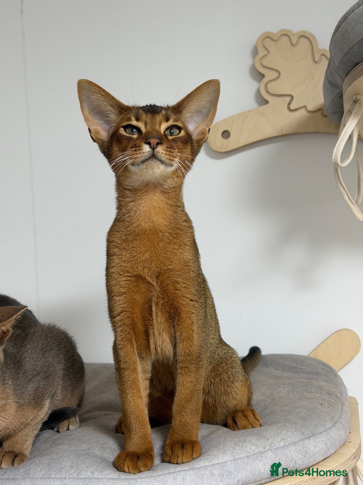 Abyssinian cats Last amazing kitten 😻 - Advert 1