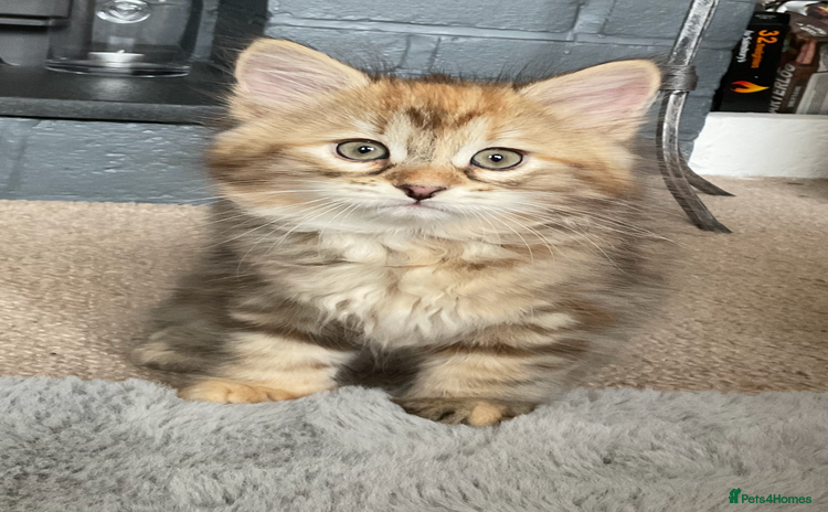 Siberian cats - Advert 4