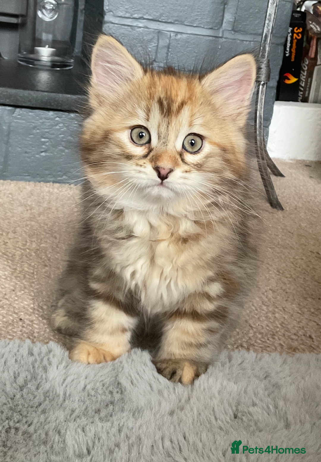 Siberian cats for sale: GCCF registered Pedigree Siberian Kitten - Image 1
