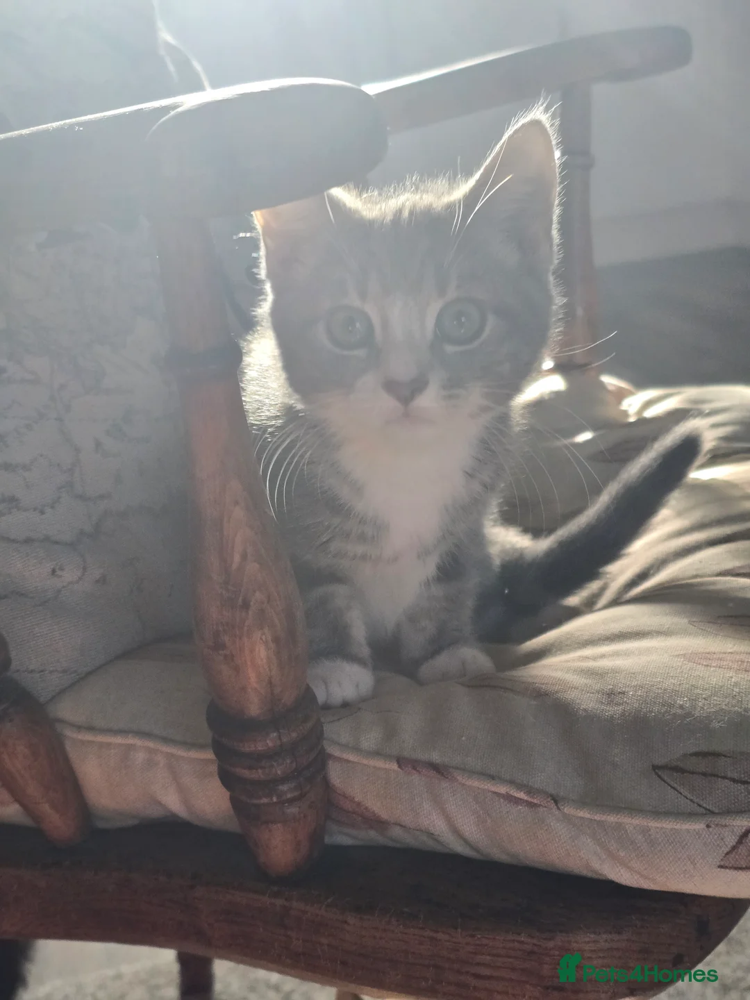 Mixed Breed cats for sale: 2 adorable kittens for sale £50 ONO - Advert 6