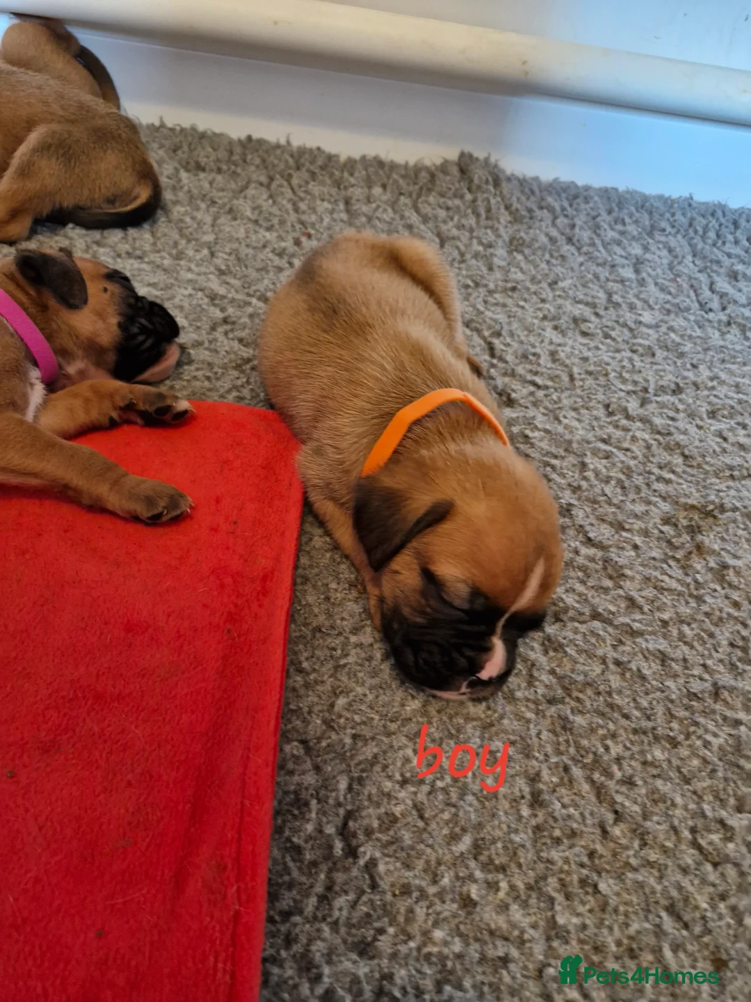 Boxer dogs for sale: STUNNING GORGEOUS KC PUPPIES  - Advert 8