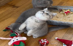 British Shorthair cats for sale: 3 GCCF British Shorthair Kittens– Champion Lines - Advert 17