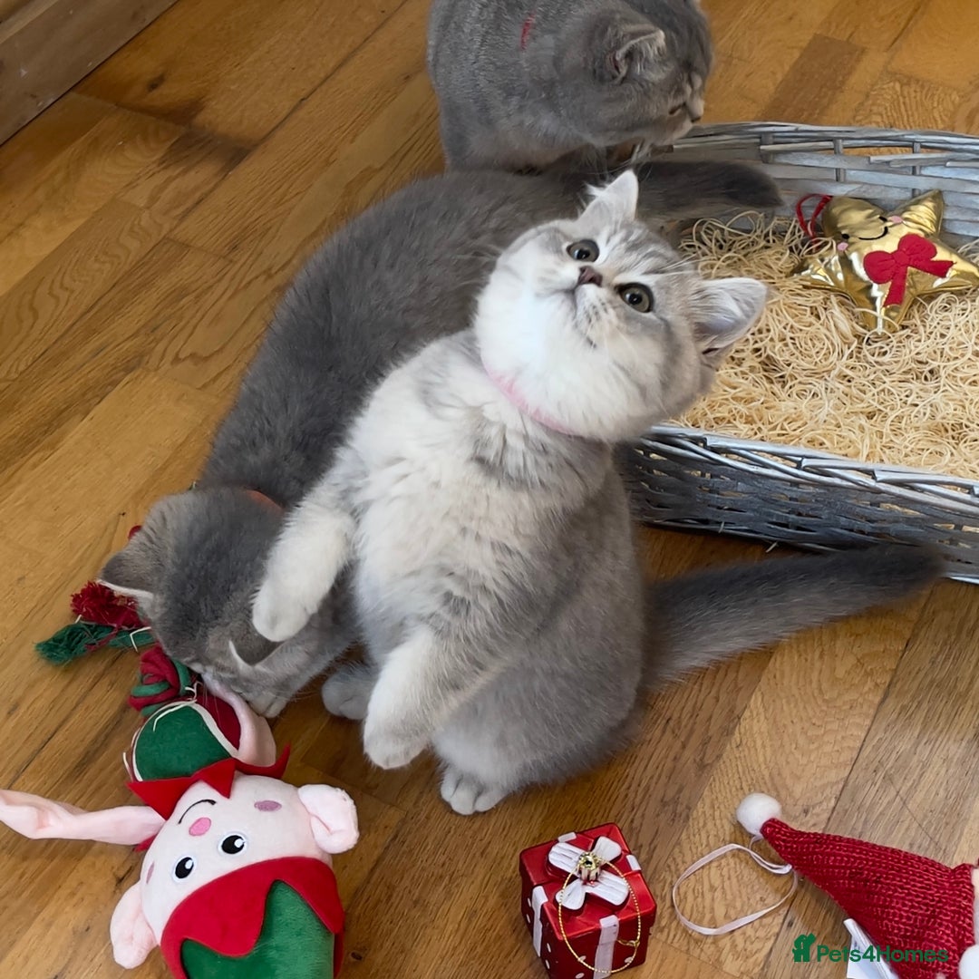 British Shorthair cats for sale: 3 GCCF British Shorthair Kittens– Champion Lines - Advert 17