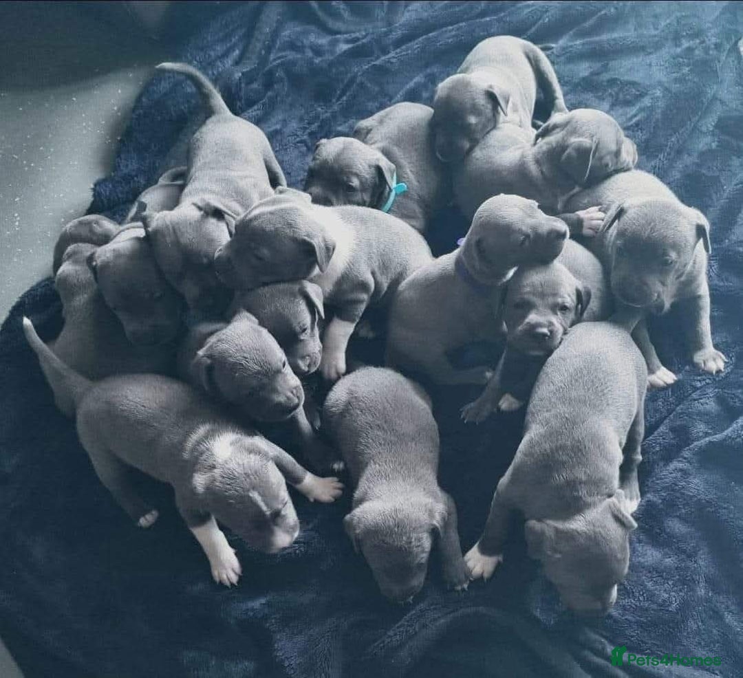 Staffordshire Bull Terrier dogs for stud: BLUE Proven 50+ litters, natural and artificial  in Erith - Image 19