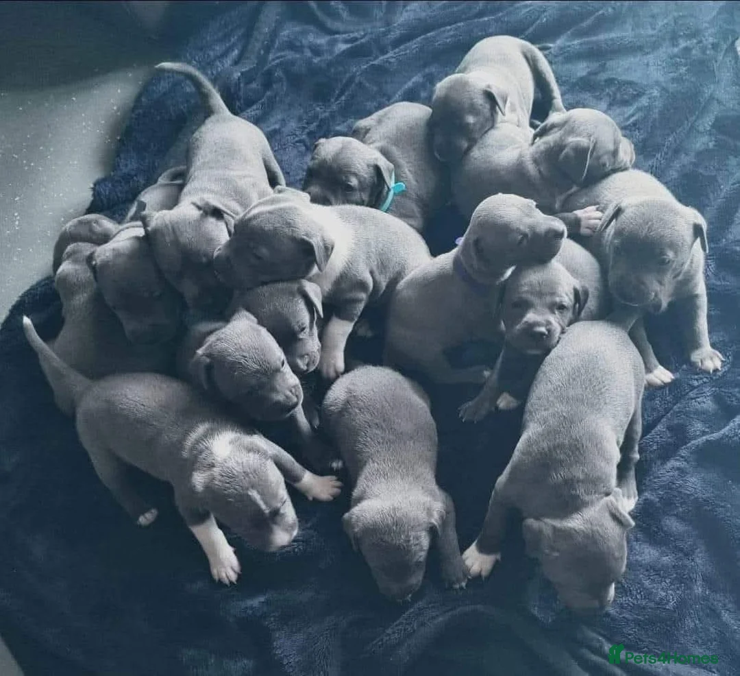 Staffordshire Bull Terrier dogs for stud: BLUE Proven 50+ litters, natural and artificial  in Erith - Advert 19