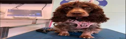 Cocker Spaniel dogs for sale: KC Registered Cocker Spaniel  - Advert 4