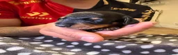 Dachshund dogs for sale: Dachshund Puppies - Ready to reserve - Advert 28