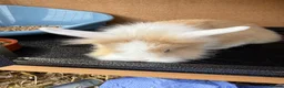 Mixed Breed rabbits for sale: Lion lop babies for sale  - Advert 3