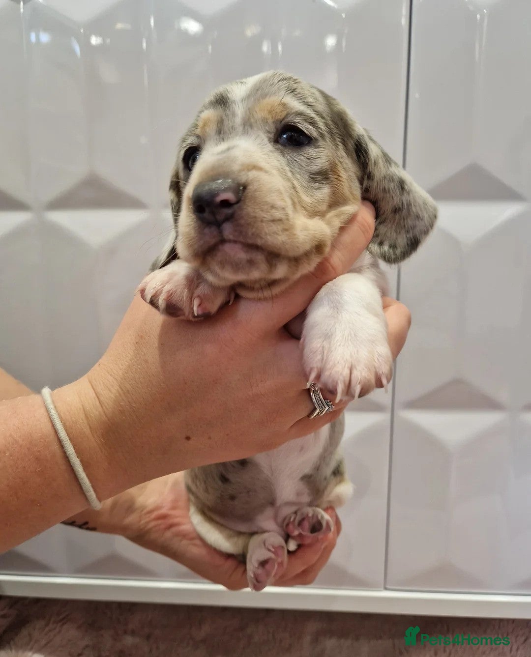 Miniature Dachshund dogs for sale: Adorable Miniature Dachshund Puppies 4boys & 1girl - Image 2