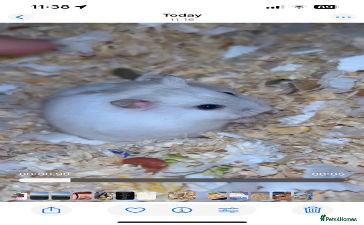 Hamster rodents - Advert 2