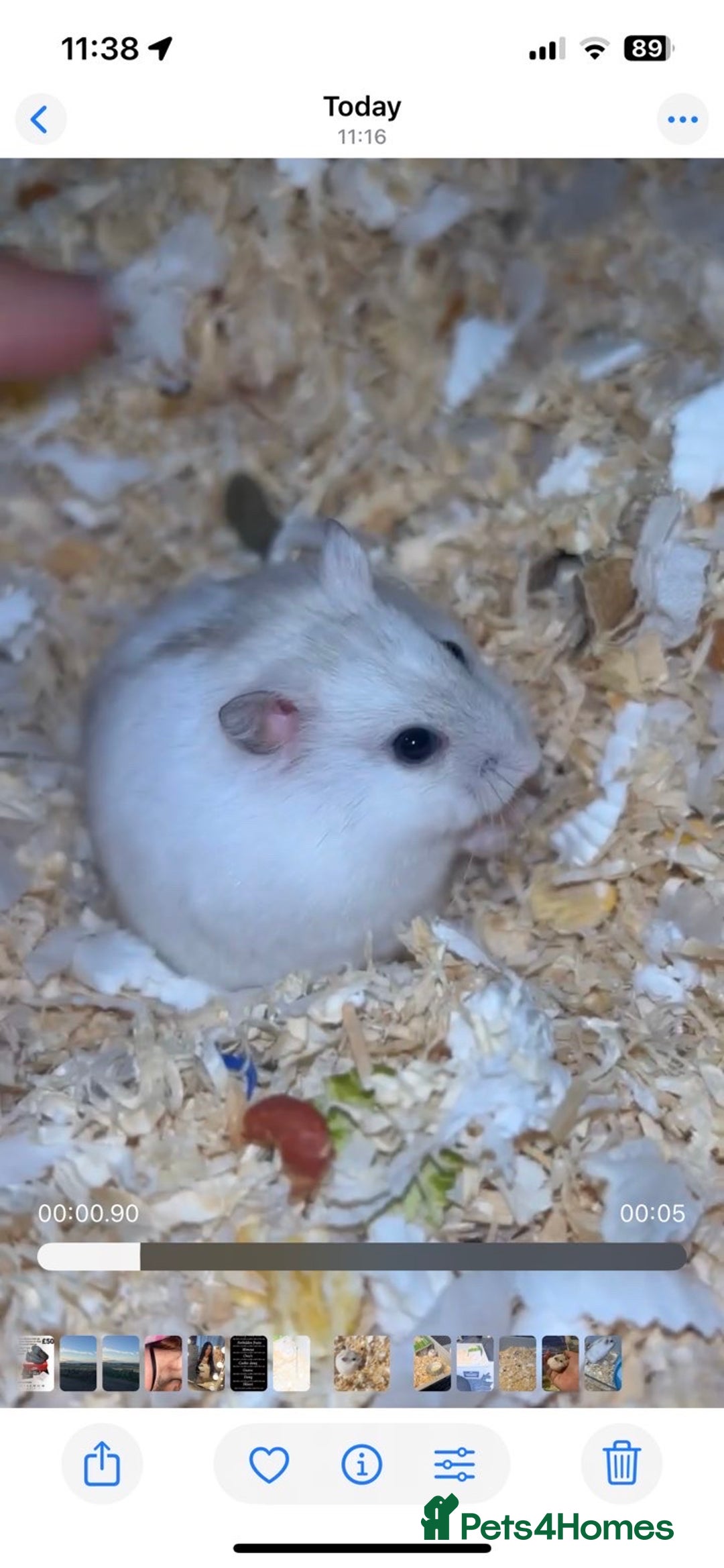 Hamster rodents for sale: toast and crumpet  - Image 1