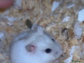 Hamster rodents - Advert 19
