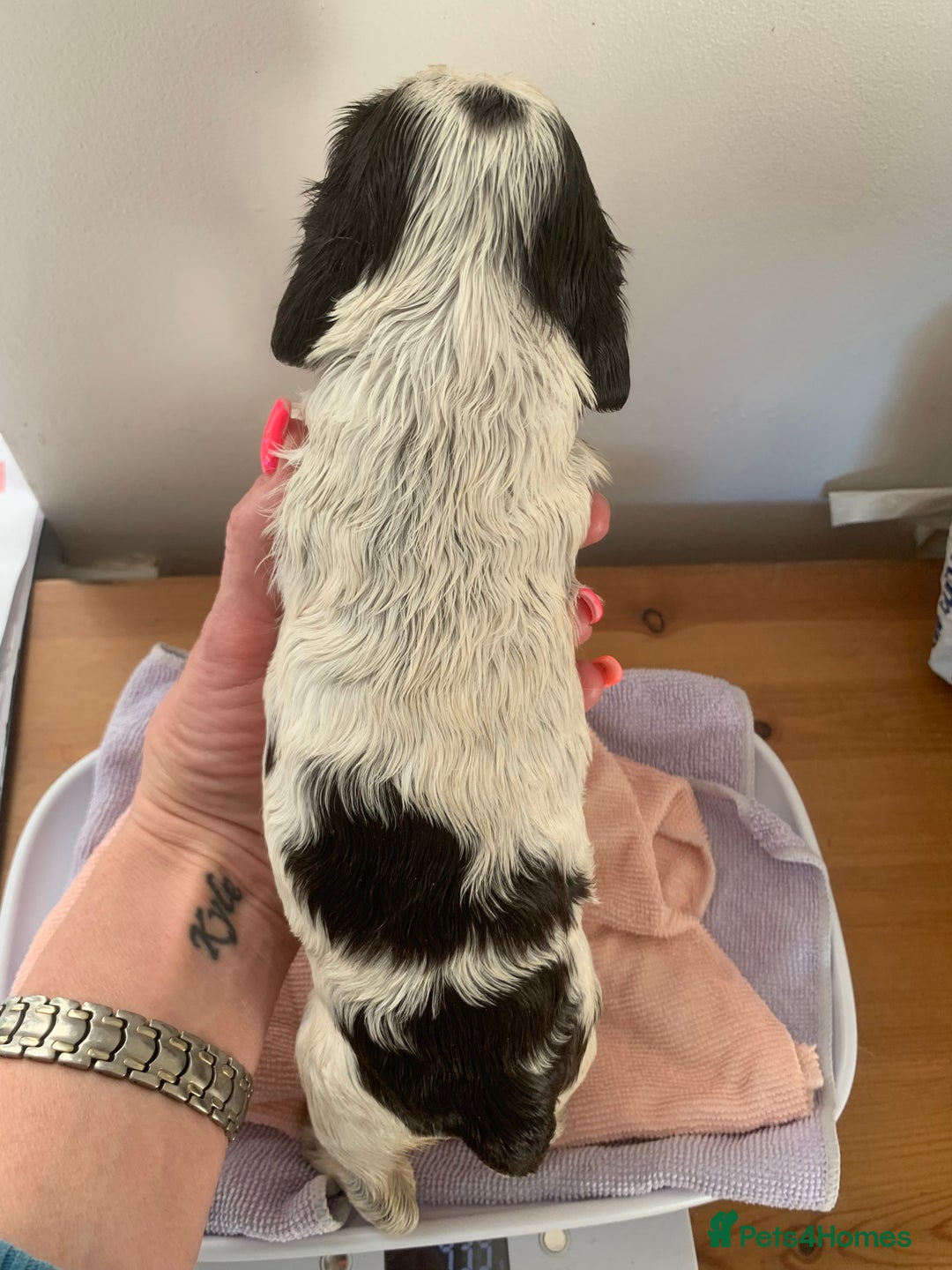 Cocker Spaniel dogs for sale: Beautiful show line cocker spaniel puppies  - Advert 24